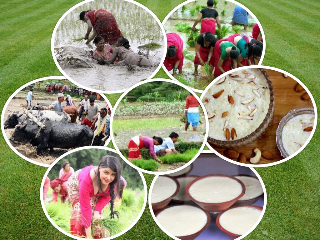 एक्काइसौं राष्ट्रिय धान दिवस–विश्वनाथ खरेल