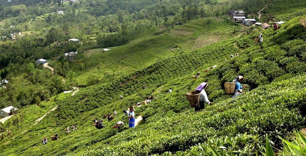 चिया उद्योगीद्वारा अनिश्चितकालका लागि चिया उद्योग तथा बगान बन्दको घोषणा